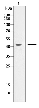 WNT3A Antibody
