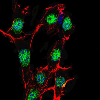H3C1 Antibody