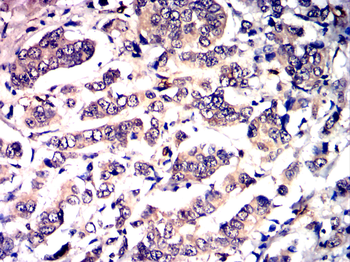 H3C1 Antibody