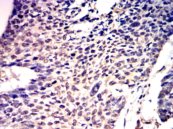 H3C1 Antibody