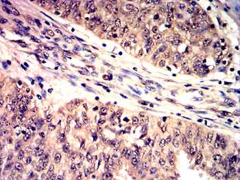 H3C1 Antibody