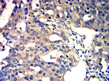 H3C1 Antibody