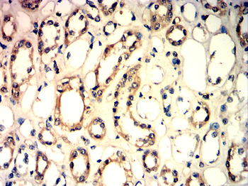 H3C1 Antibody