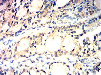 H3C1 Antibody