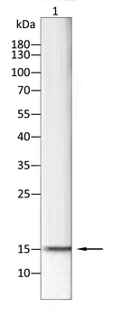 H3C1 Antibody
