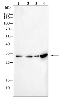 NQO1 Antibody