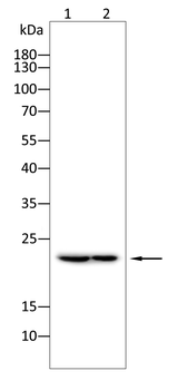 DDIT3 Antibody