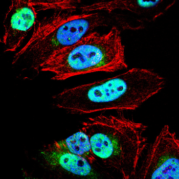 DDIT3 Antibody