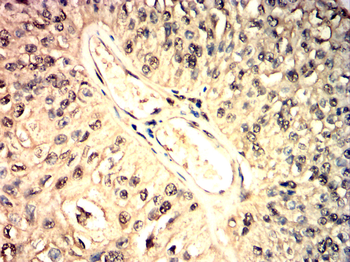 DDIT3 Antibody