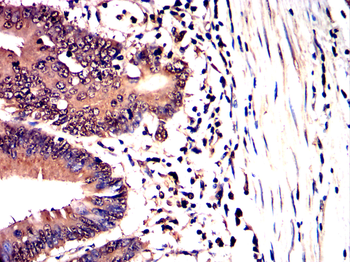 DDIT3 Antibody