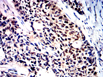 DDIT3 Antibody