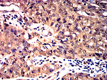 DDIT3 Antibody
