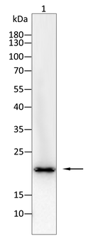 DDIT3 Antibody