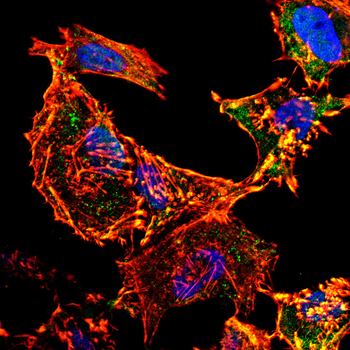 PTGS2 Antibody