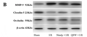 CLDN5 Antibody