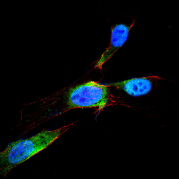 CLDN5 Antibody