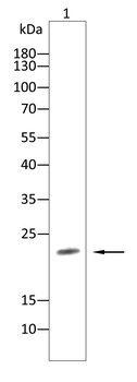 CLDN5 Antibody