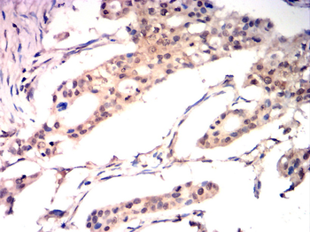 CREB1 Antibody