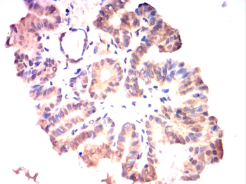 CREB1 Antibody