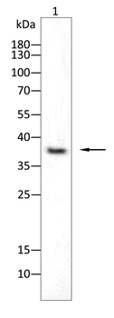 CREB1 Antibody
