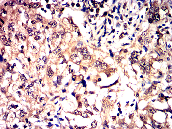 MYD88 Antibody