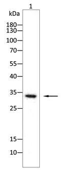 MYD88 Antibody