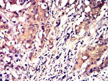 CD68 Antibody
