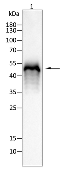 CD68 Antibody
