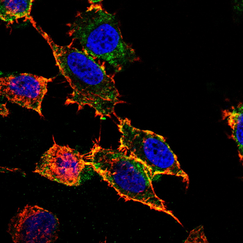 CDH5 Antibody