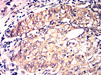 CDH5 Antibody