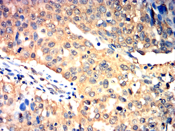 CDH5 Antibody