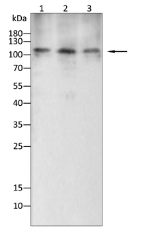 CDH5 Antibody