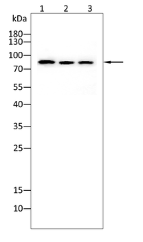 CDH5 Antibody
