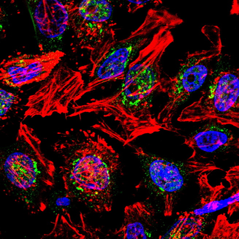 CYCS Antibody