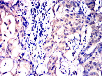 CYCS Antibody