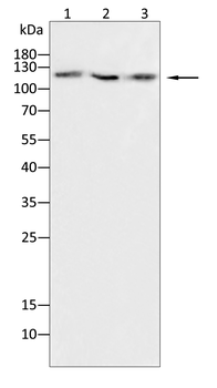 JAK2 Antibody