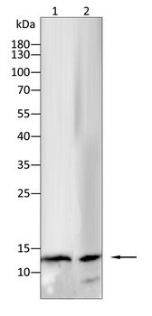CCL2 Antibody