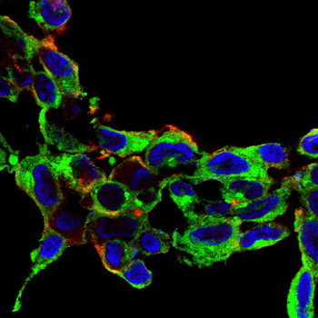 CLDN1 Antibody