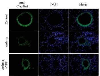 CLDN1 Antibody