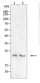CLDN1 Antibody