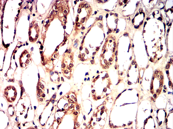 SNAI2 Antibody