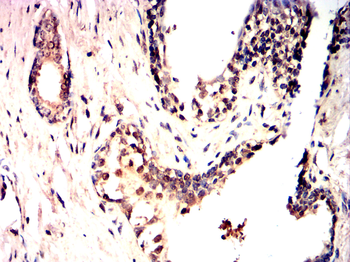 SNAI2 Antibody
