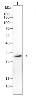 SNAI2 Antibody