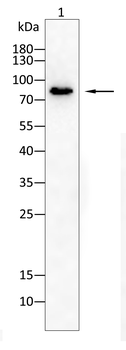 CD34 Antibody