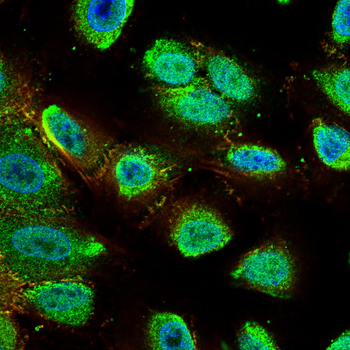 MITF Antibody