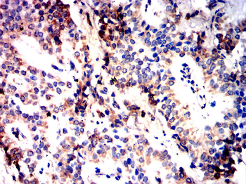 MITF Antibody