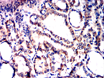 MITF Antibody