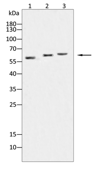 MITF Antibody