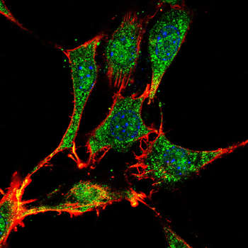 IRS1 Antibody