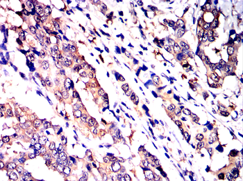 IRS1 Antibody